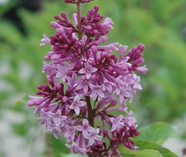 Liliac transilvanean hibrid Royalti C7.5